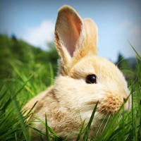 /album/prijschristianlouboutin/photolia-a03-jpg/